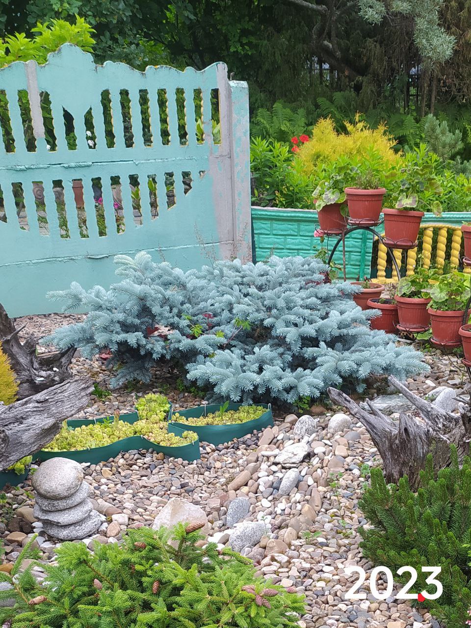 Picea pungens ‘Bialobok’