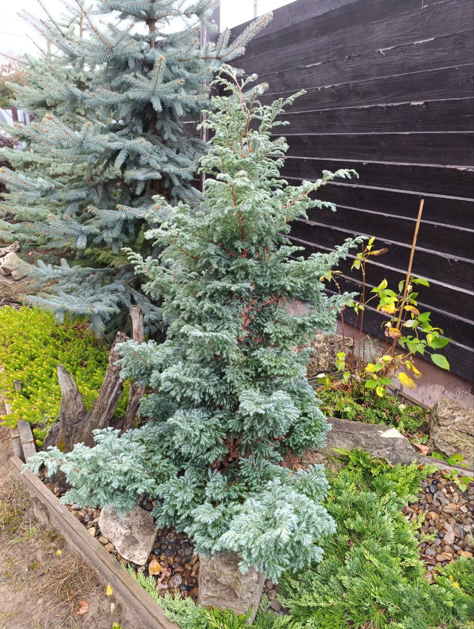 Chamaecyparis pisifera 'Boulevard'