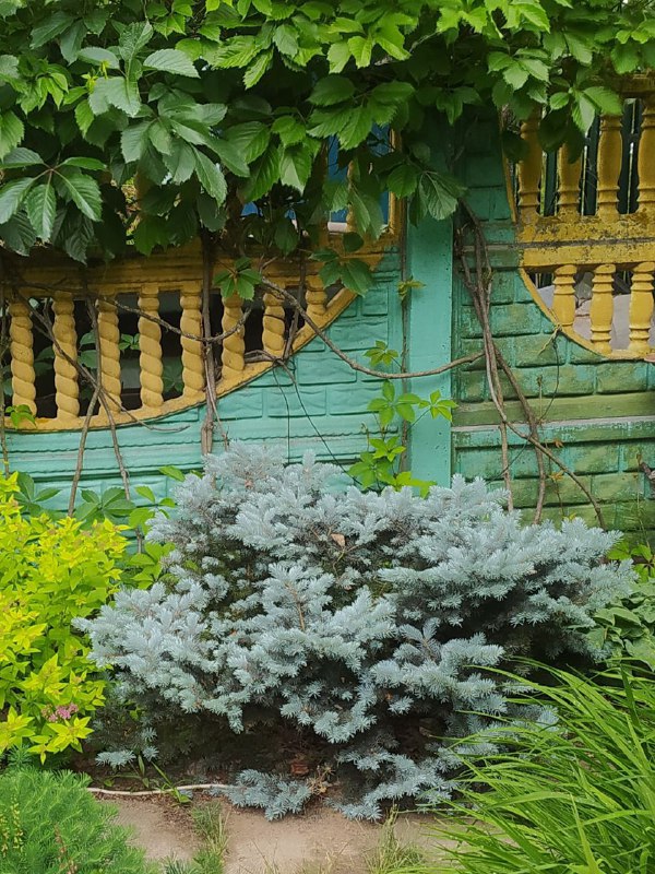 Picea pungens ‘Glauca Globosa’