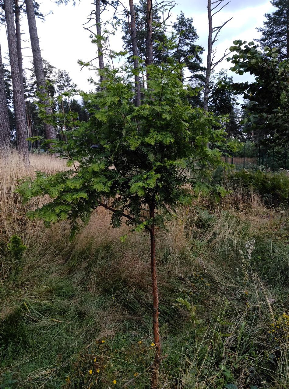 Metasequoia glyptostroboides