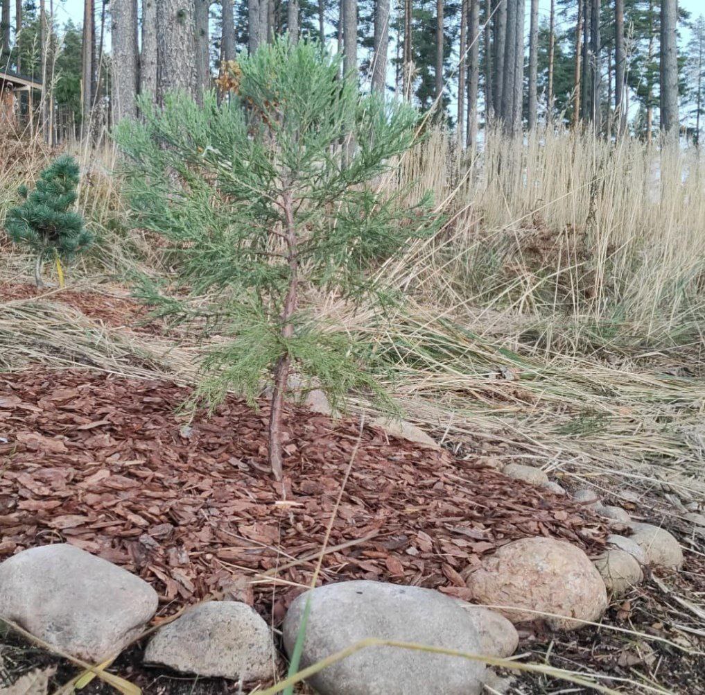 Sequoiadendron giganteum