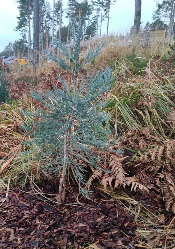 Sequoiadendron giganteum ‘Powdered blue’