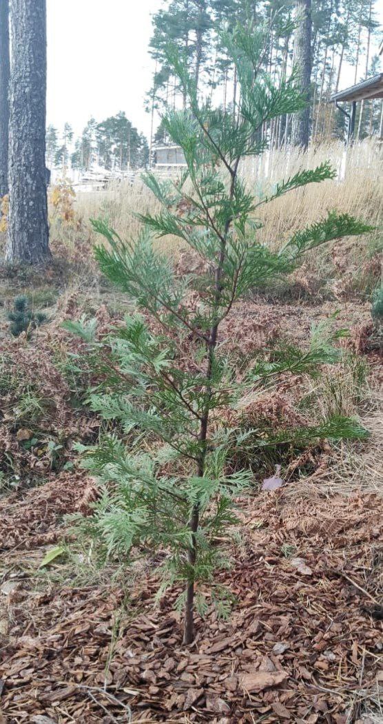 Calocedrus decurrens