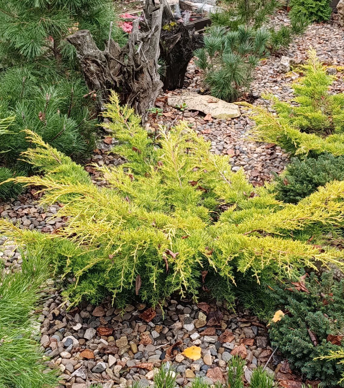 Juniperus media 'Gold Star'
