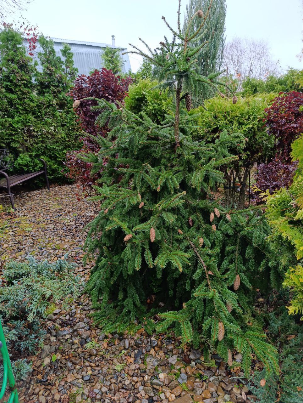 Picea abies 'Acrocona'
