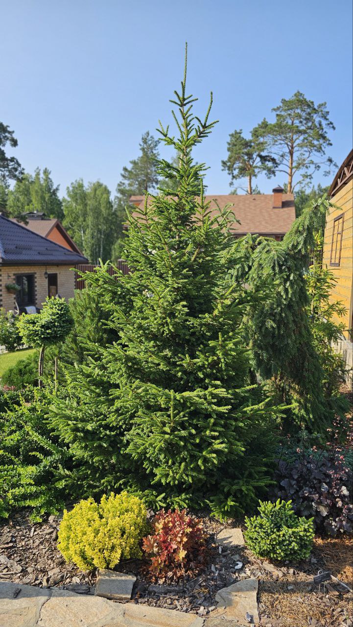 Picea obovata ‘Ushajka’