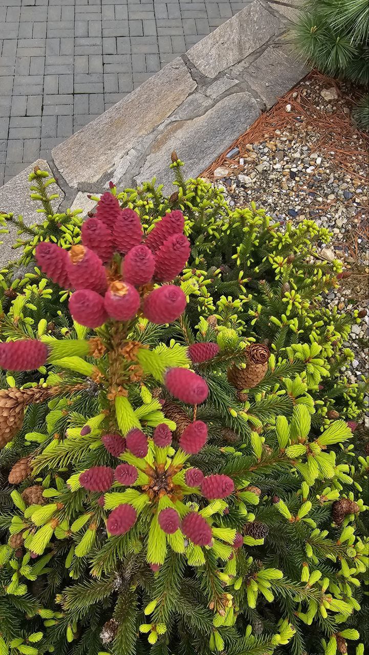 Picea abies ‘Pusch’