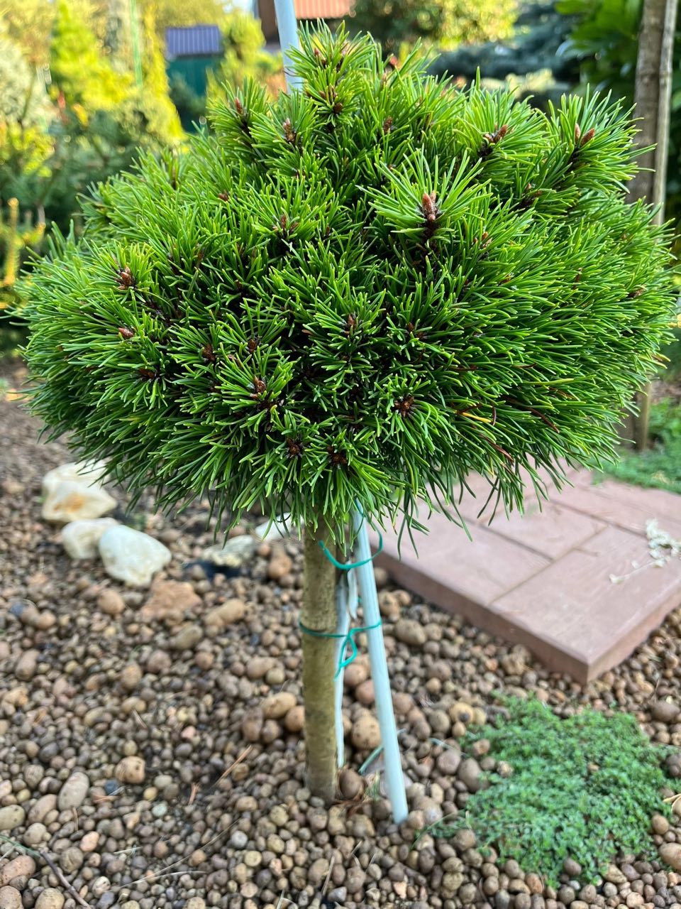 Pinus mugo ‘Kalus’