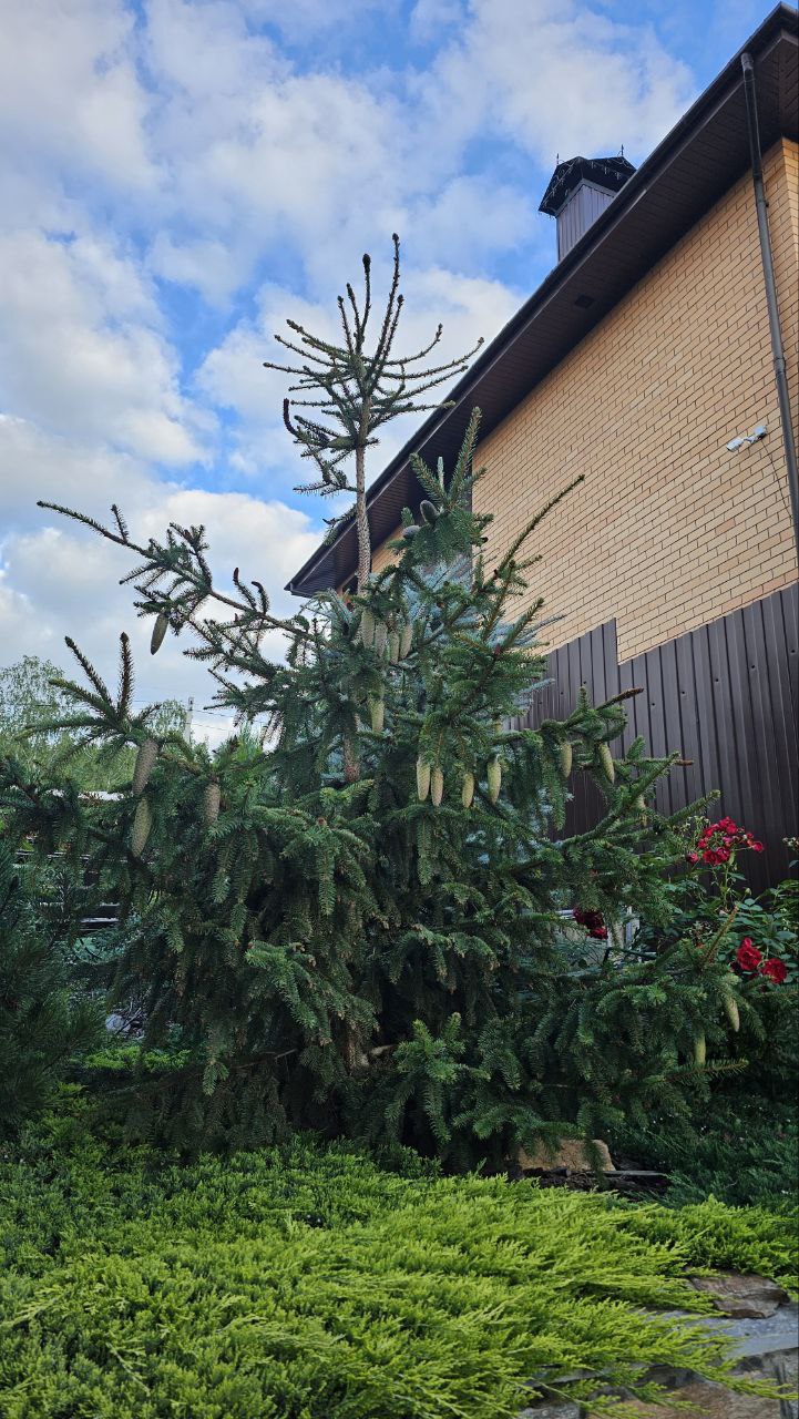 Picea abies ‘Acrocona’