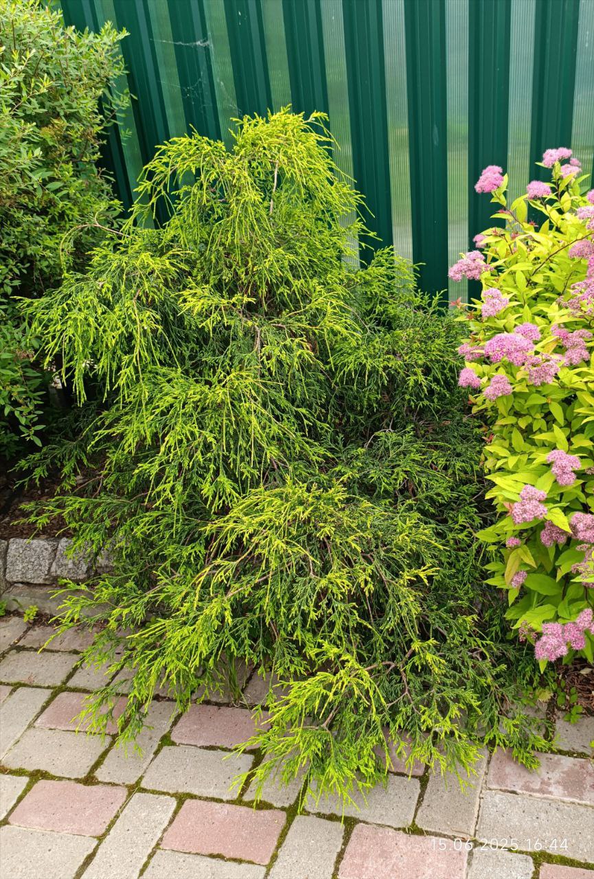 Chamaecyparis pisifera 'Filifera Nana'