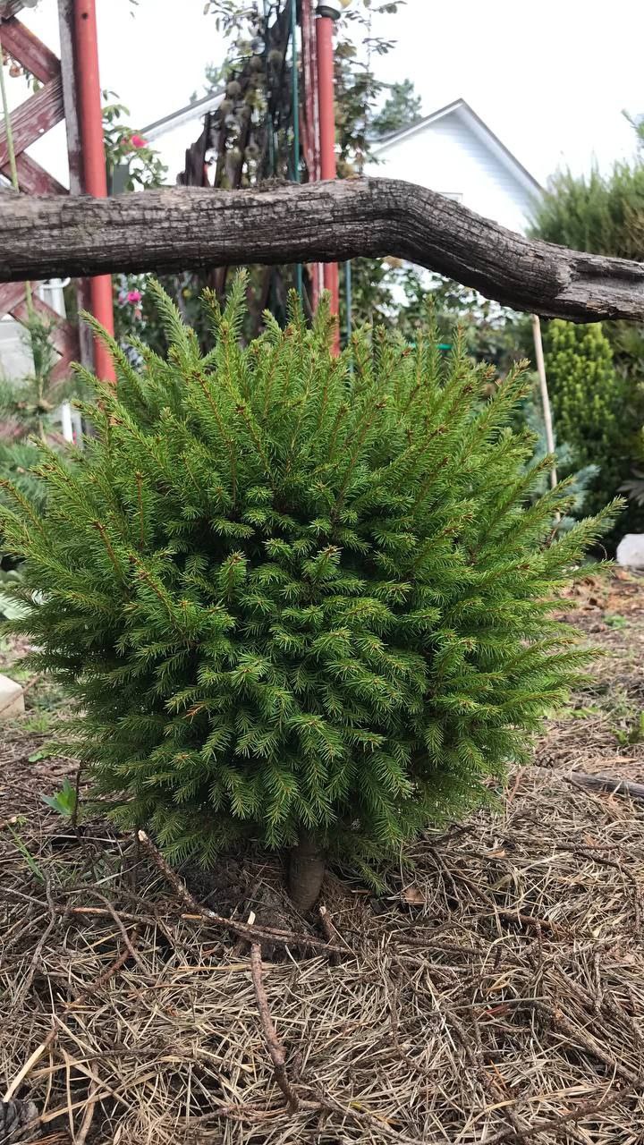 Picea x fennica 'Filip's Magic Treasure'
