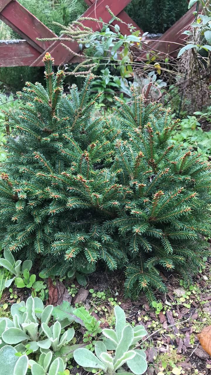 Picea abies 'Elegans'