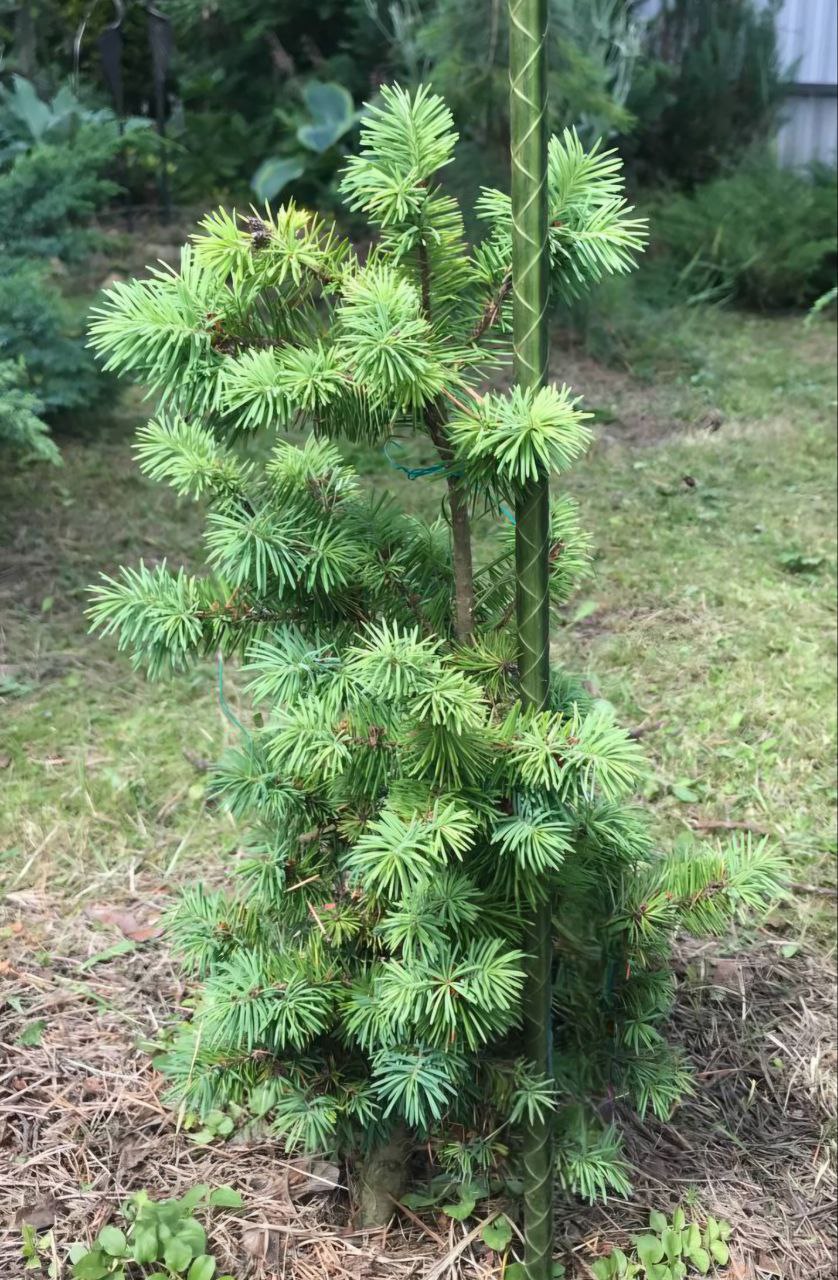 Pseudotsuga menziesii 'Hvožd’any'