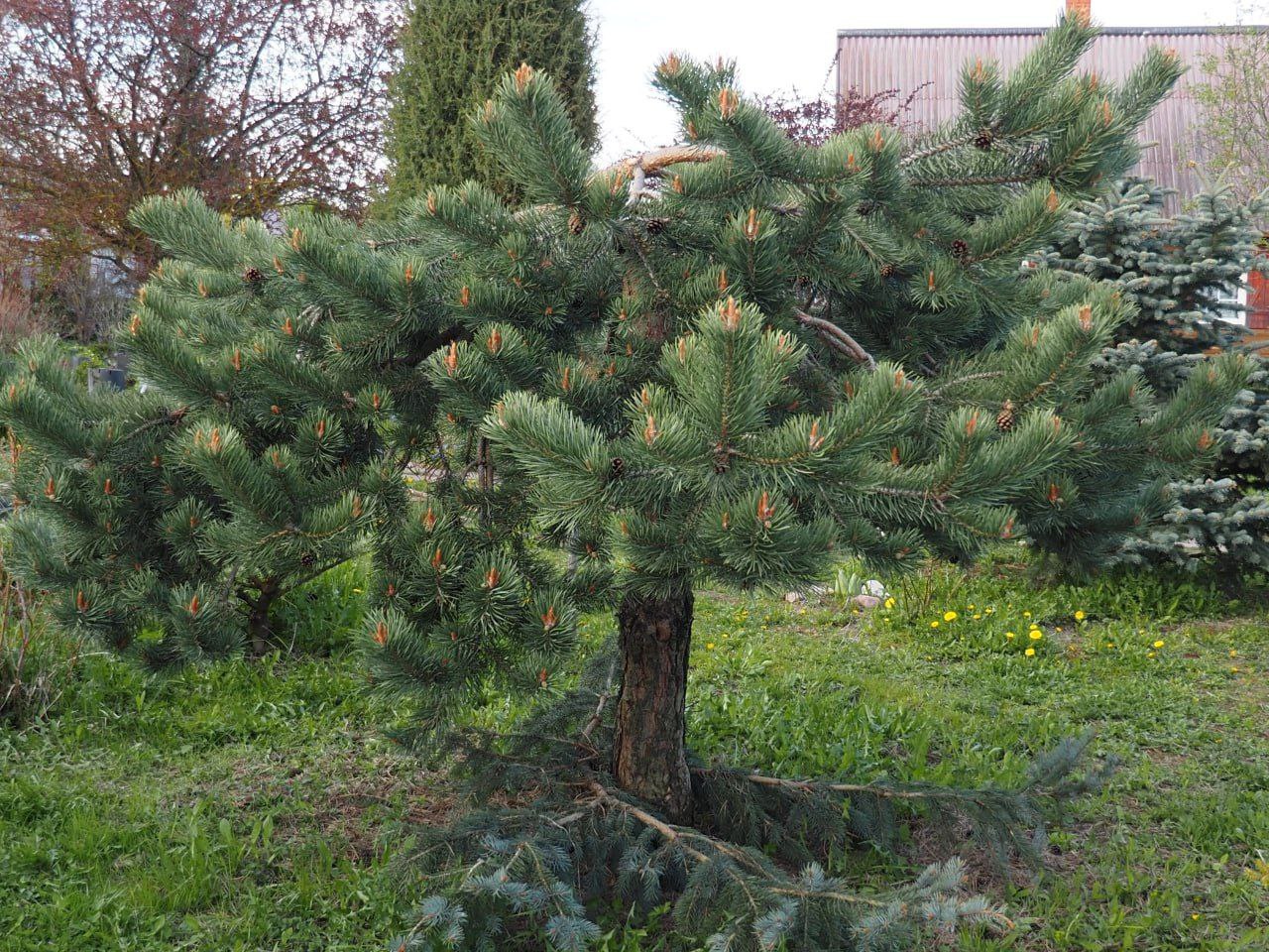 Pinus sylvestris 'Albyns'