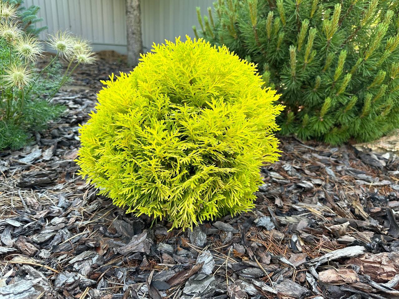 Thuja occidentalis 'Amber Glow'