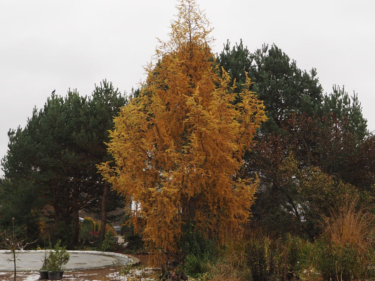 Larix kaempferi 'Diana'