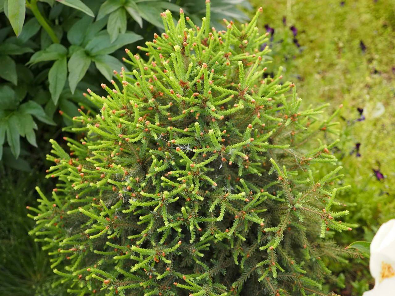 Picea omorika 'Cinderella'