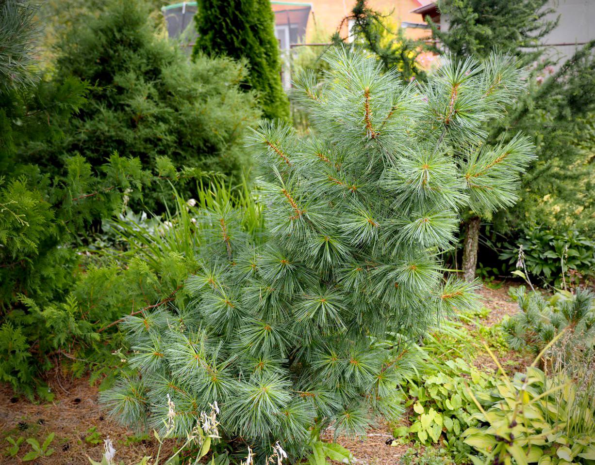 Pinus wallichiana 'Nana'