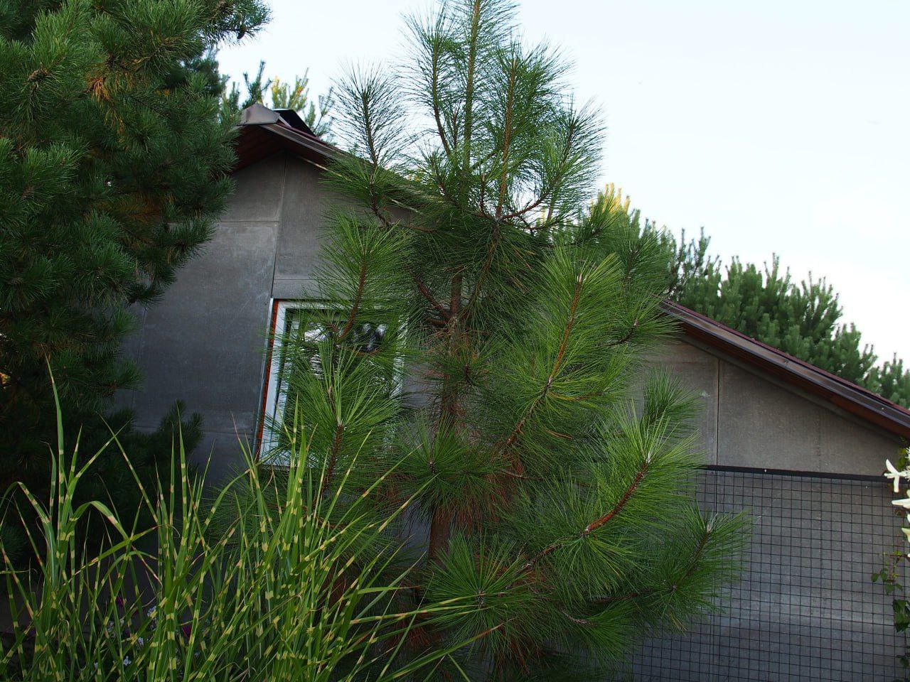 Pinus ponderosa subsp. scopulorum