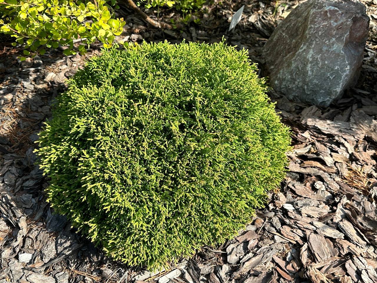 Thuja occidentalis 'Caespitosa'