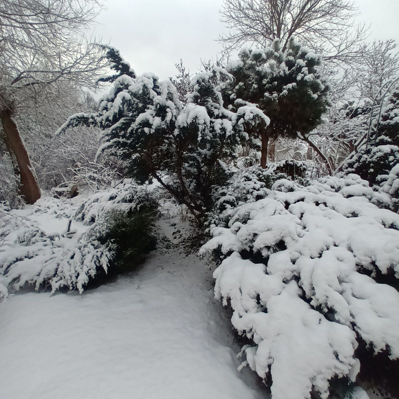 Juniperus squamata 'Meyeri'