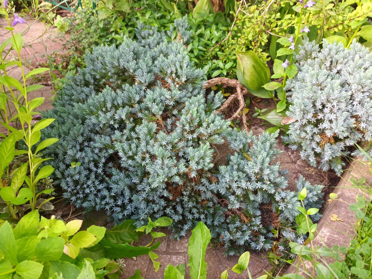 Juniperus squamata 'Blue Star'