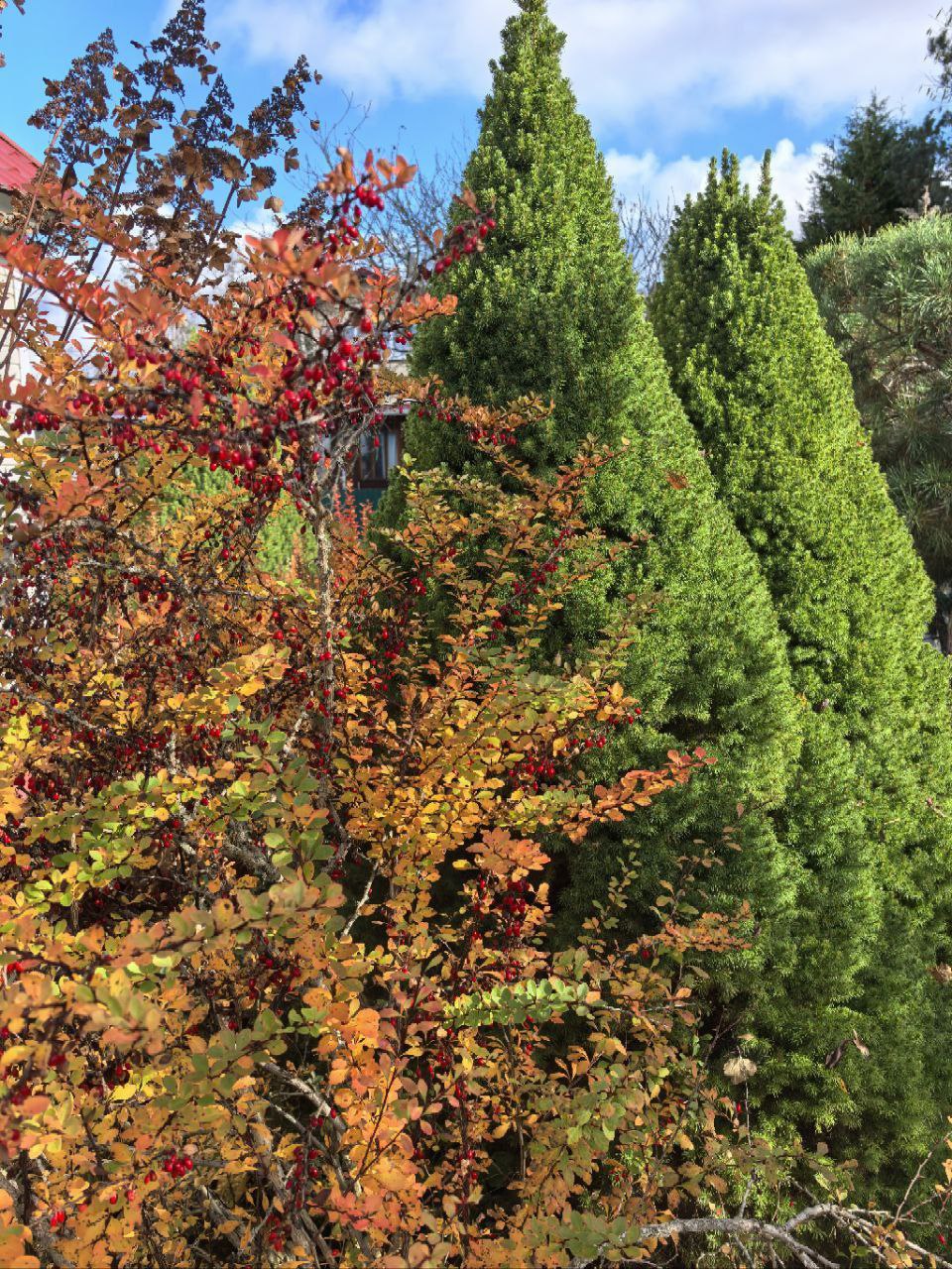 Picea glauca 'Conica'