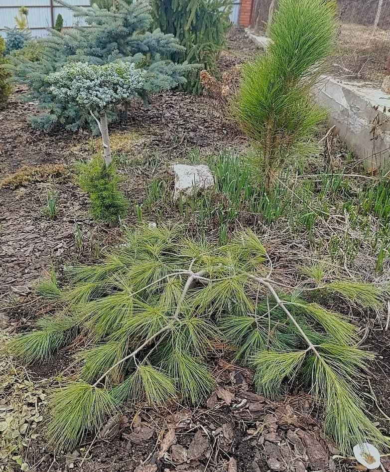 Pinus strobus ‘Prostrata’