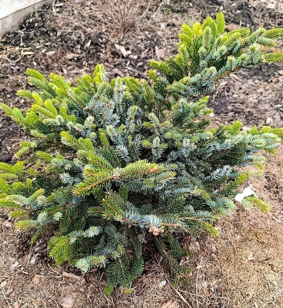 Picea bicolor 'Howell's Dwarf'