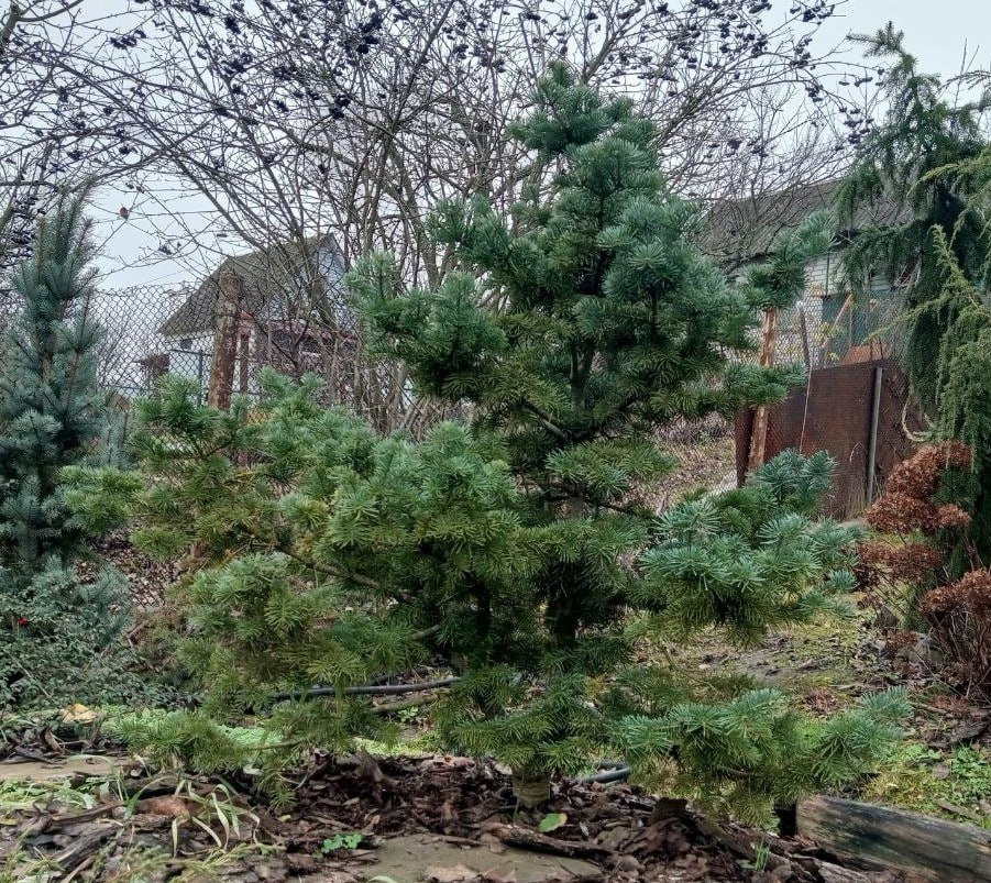 Abies lasiocarpa 'Green Globe'