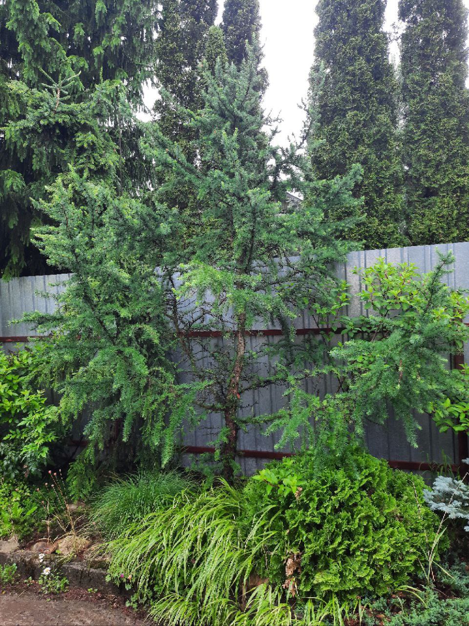 Larix kaempferi 'Cruwys Morchard'
