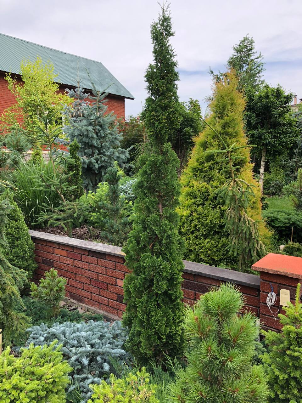 Thuja occidentalis 'Brobeсk's Tower'