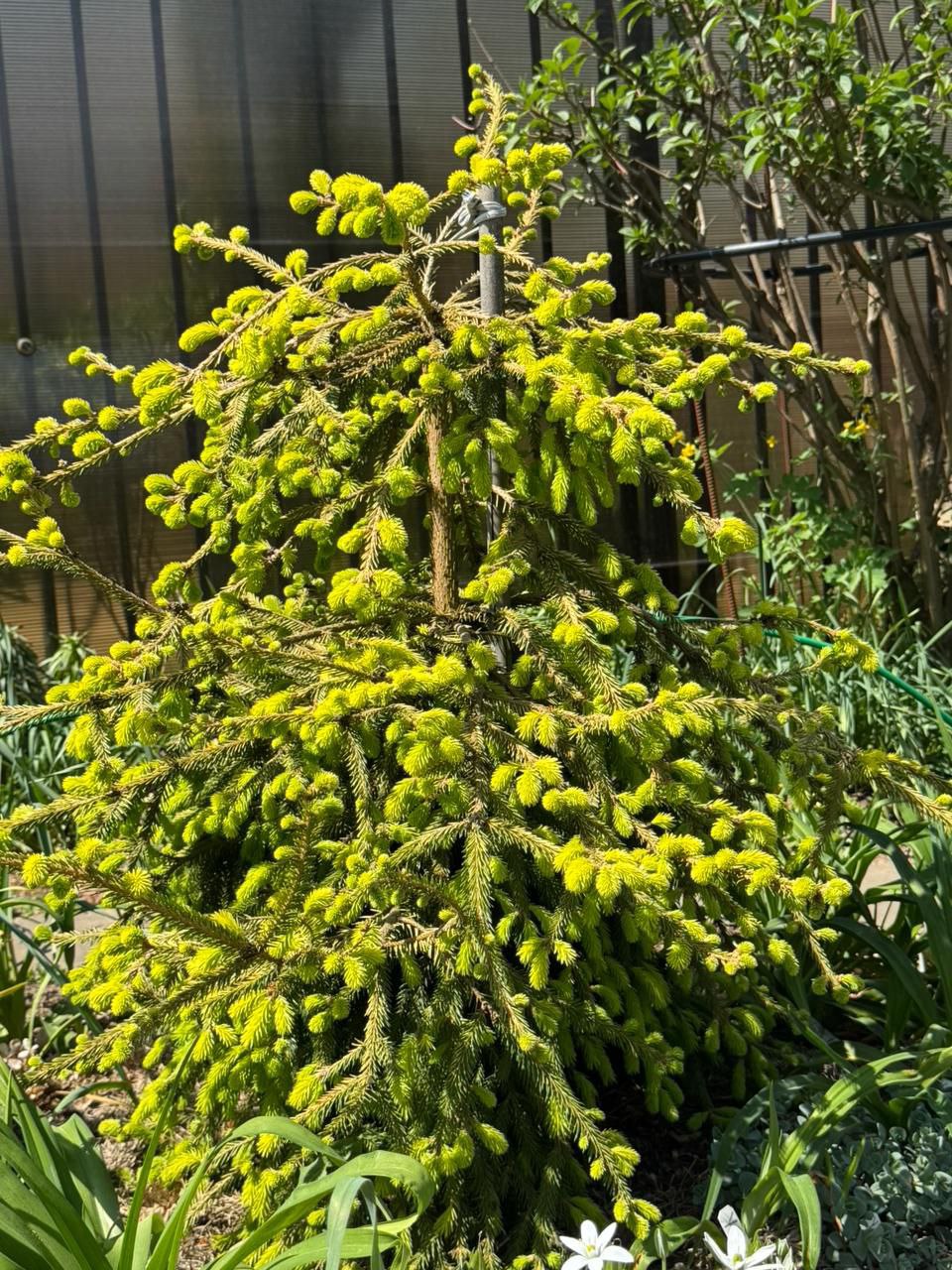 Picea abies 'Anita's Golden Cloak'