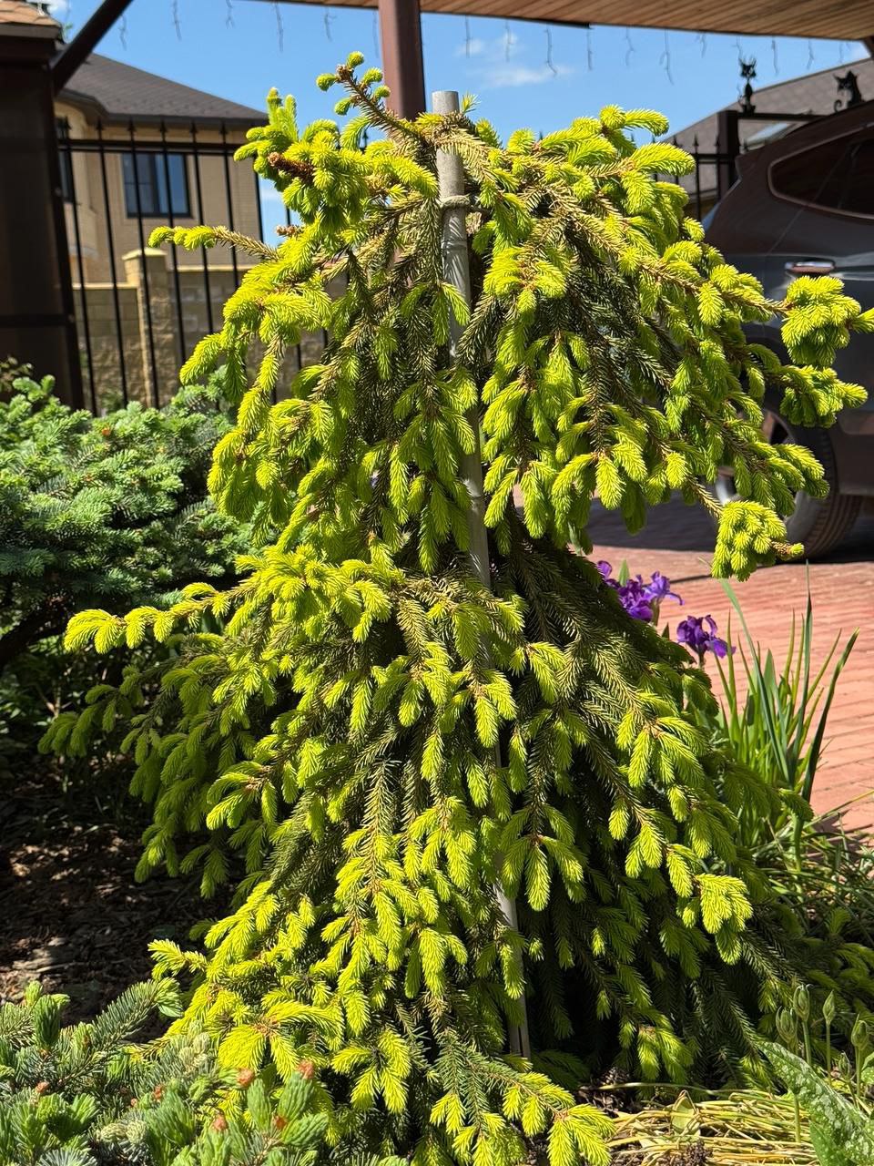 Picea abies 'Lemon Drop'