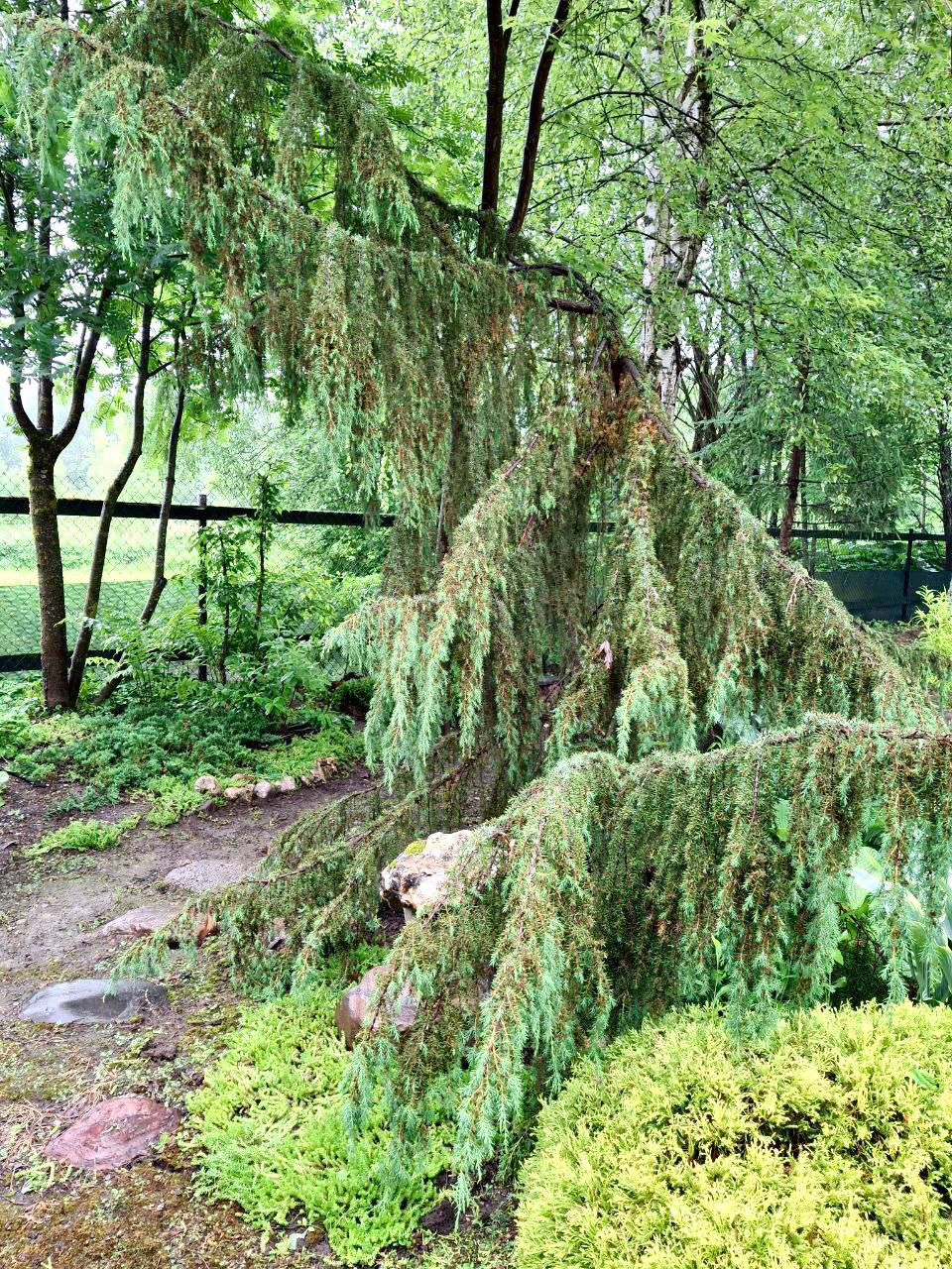 Juniperus communis ‘Horstmann’