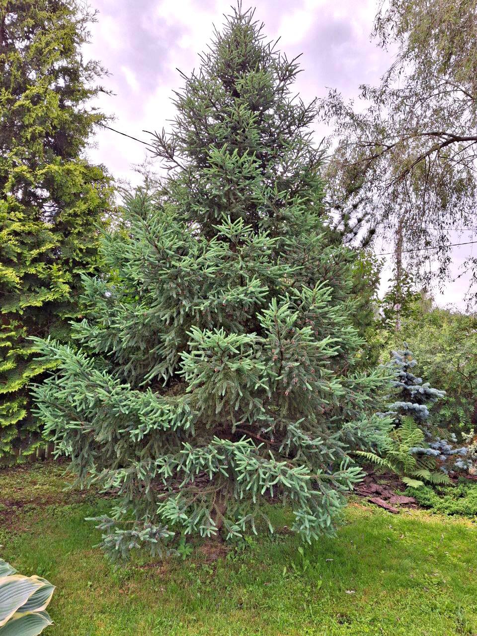 Picea mariana ‘Beissneri’