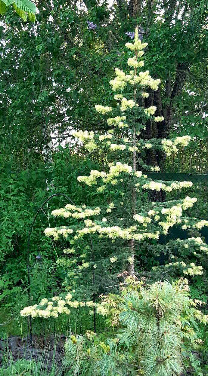 Picea pungens ‘Maigold’
