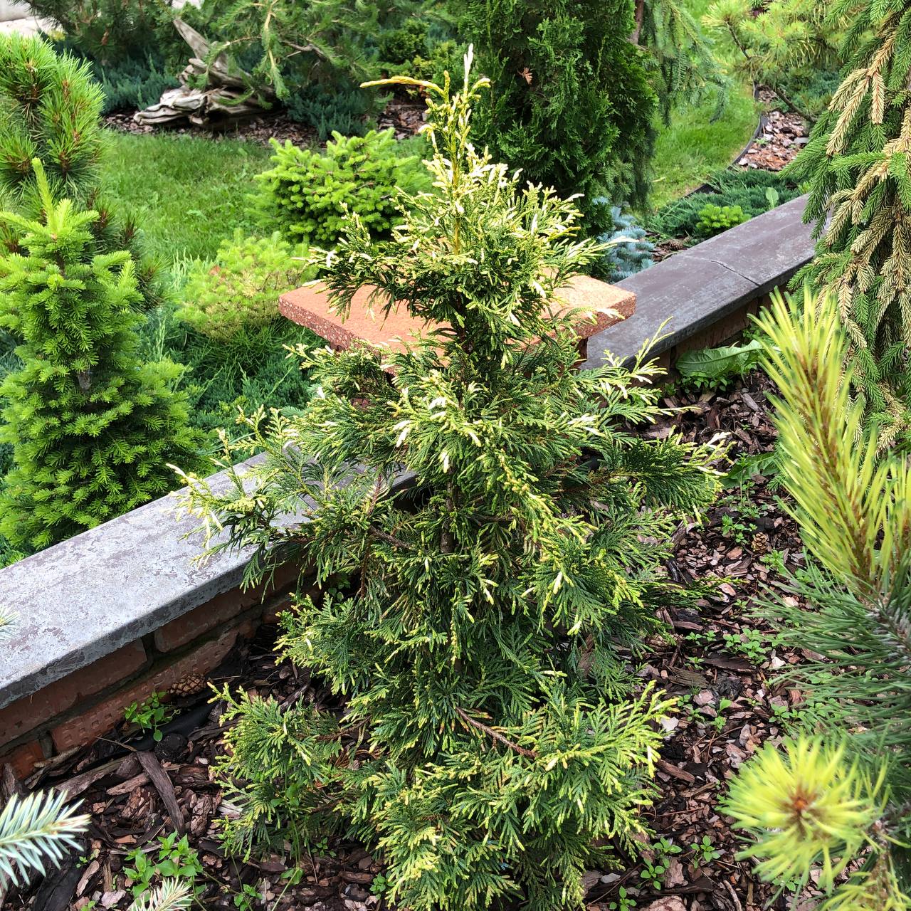 Thuja occidentalis 'Lindhult’s Gold'