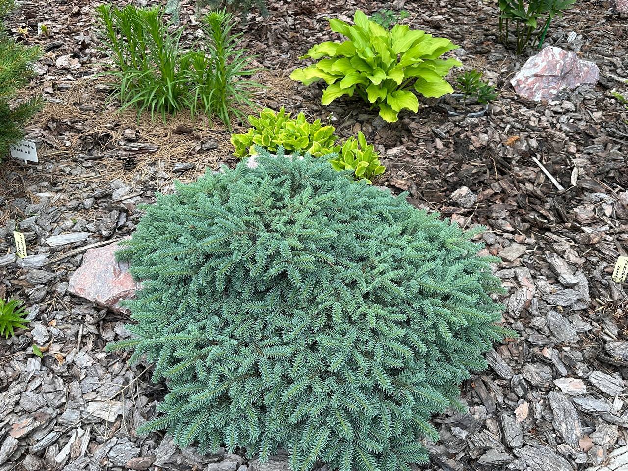 Picea pungens 'Sonia'