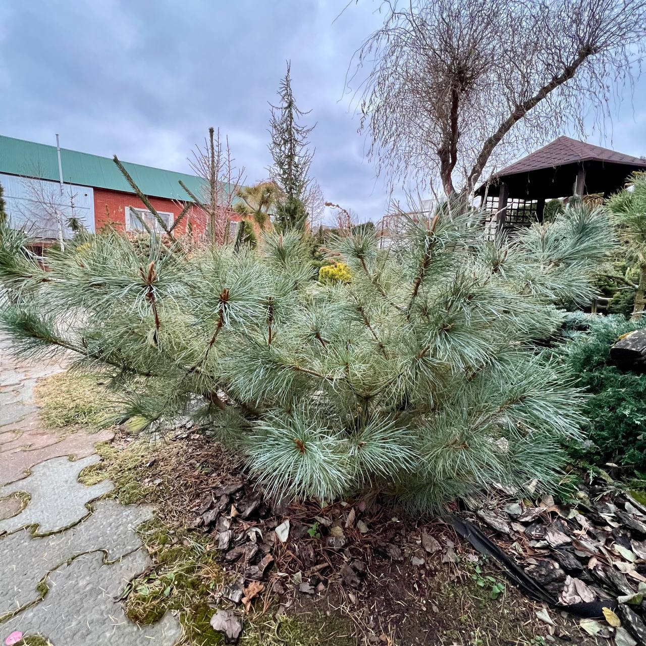 Pinus pumila ‘Kunashir’