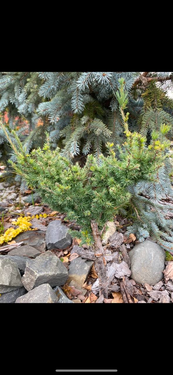 Larix laricina 'American Pine'