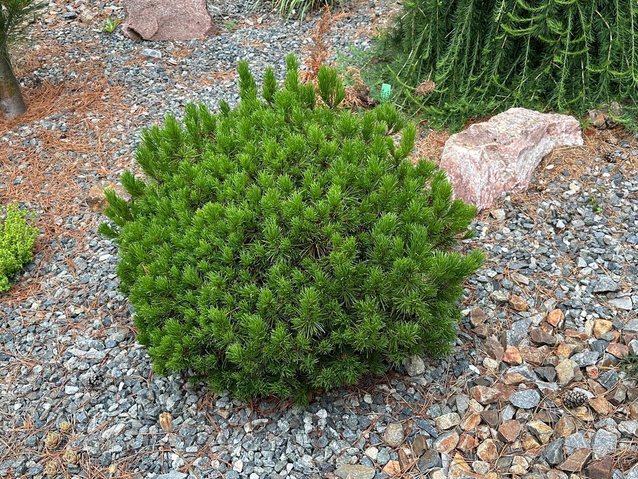 Pinus mugo 'Michall'