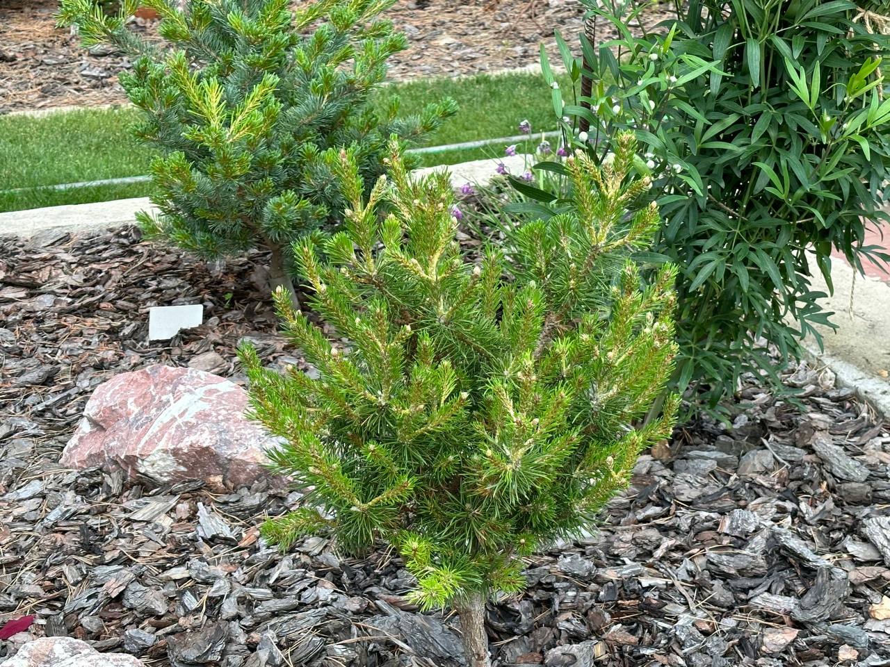 Pinus banksiana 'Manomet'