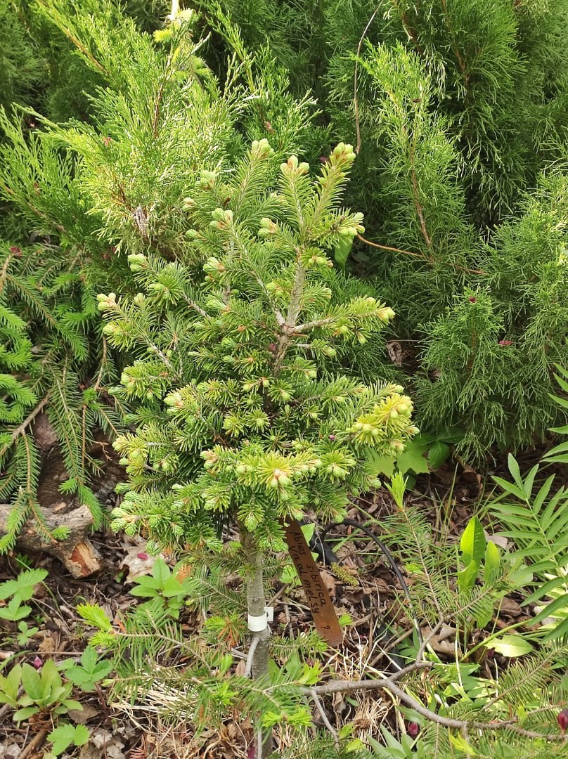 Abies sibirica 'Vammelsuu'