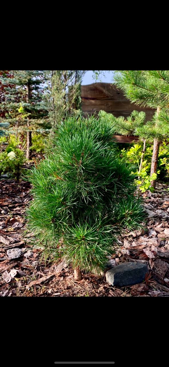 Pinus sylvestris 'Globosa Viridis'