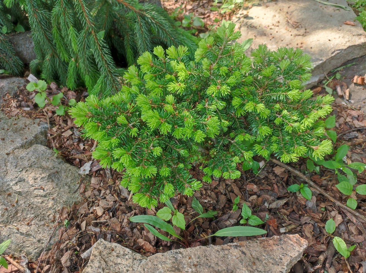 Abies sibirica 'Irka'