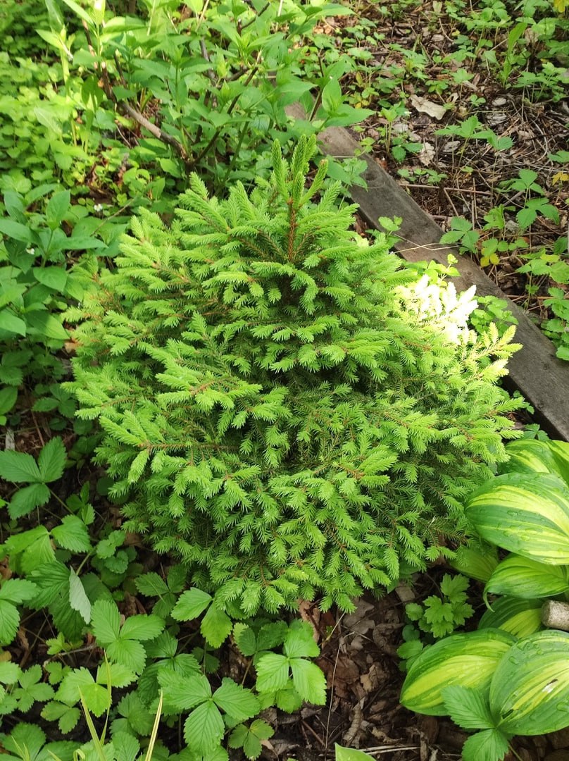 Picea abies 'Luua Parl'