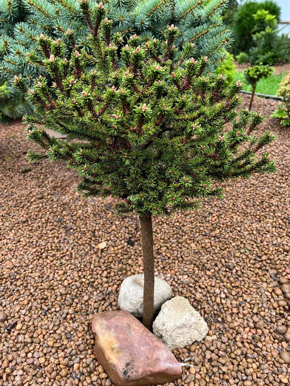 Pinus mugo ‘Botanischen Garten Drezden’