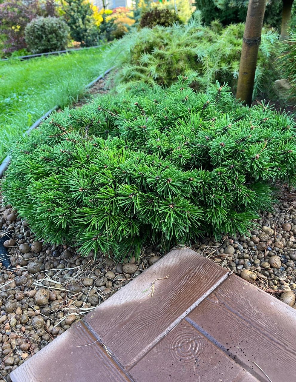 Pinus mugo ‘Nerost’