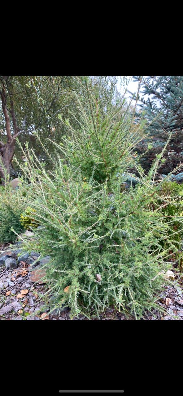 Larix laricina  'Wishnik'
